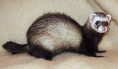 Picture for category Ferrets